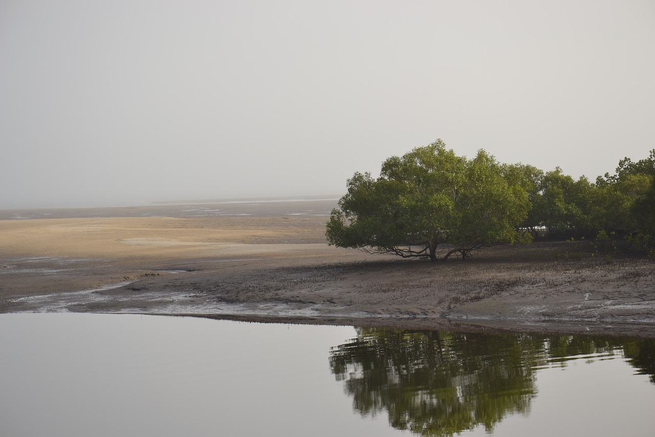 river  misty  peaceful free photo