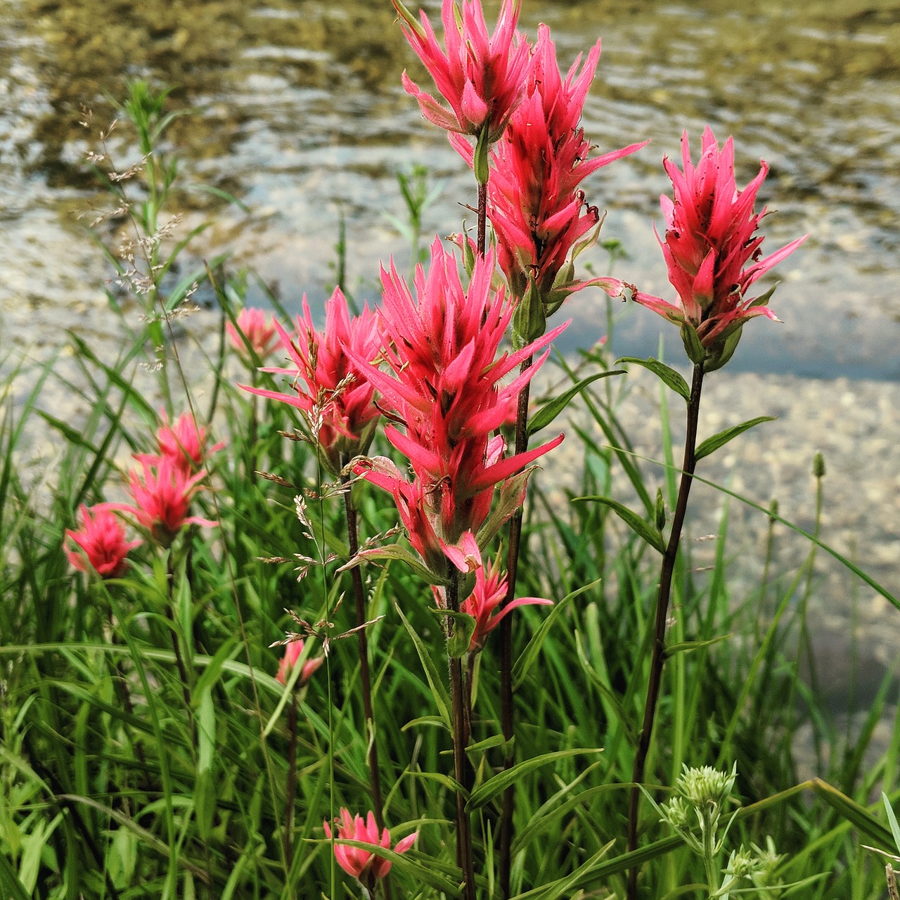 river  flowers  nature free photo