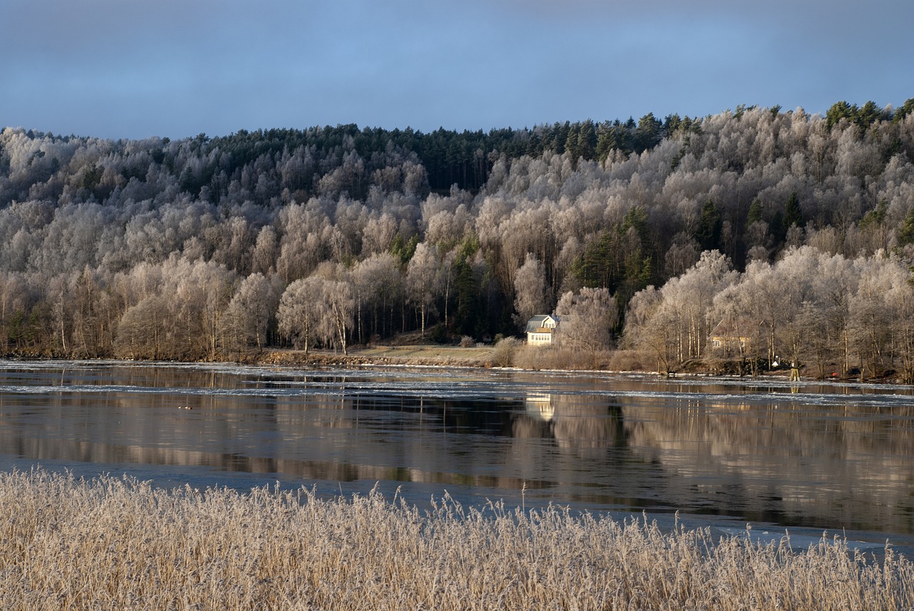 river  winter  reed free photo