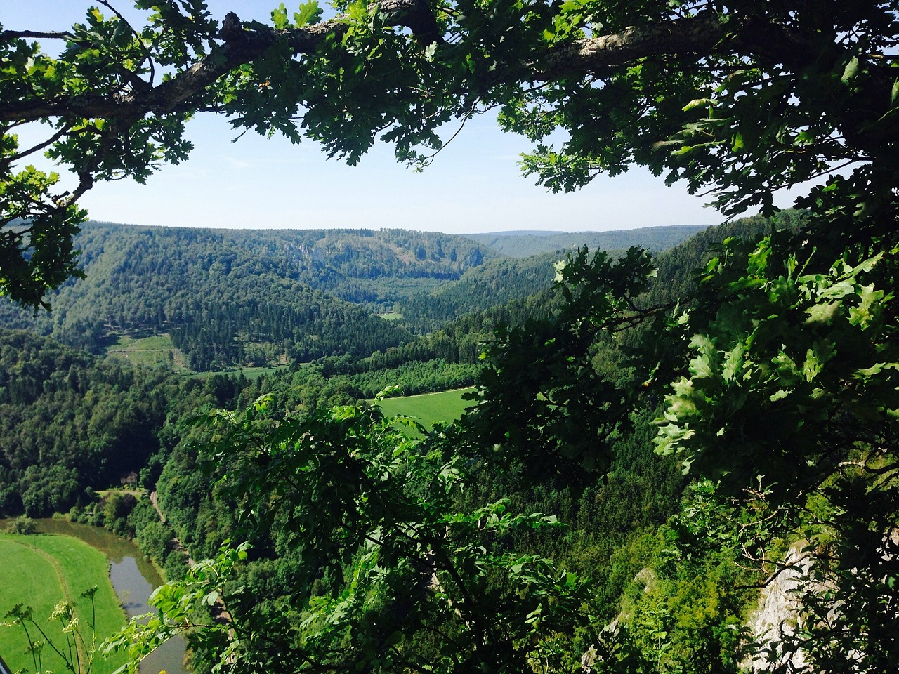 river forest danube free photo