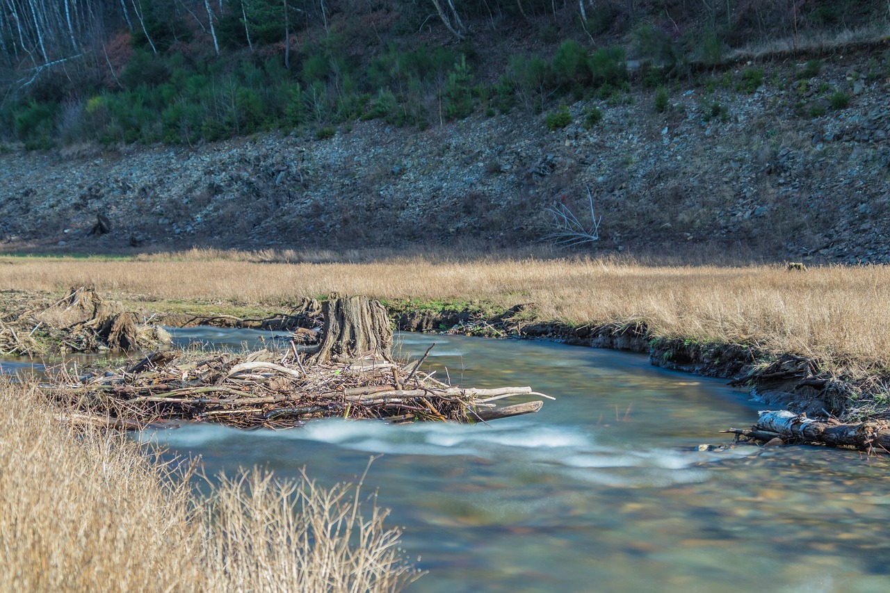 river  creek  water free photo