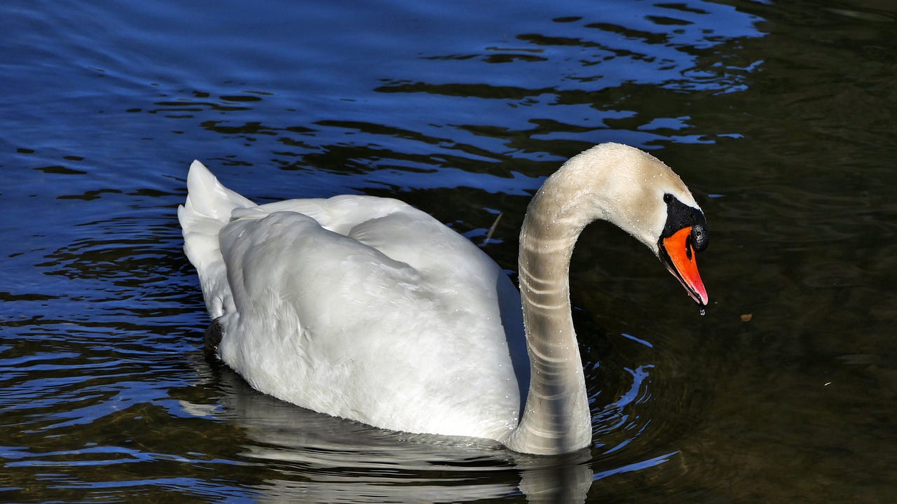river  water  swan free photo