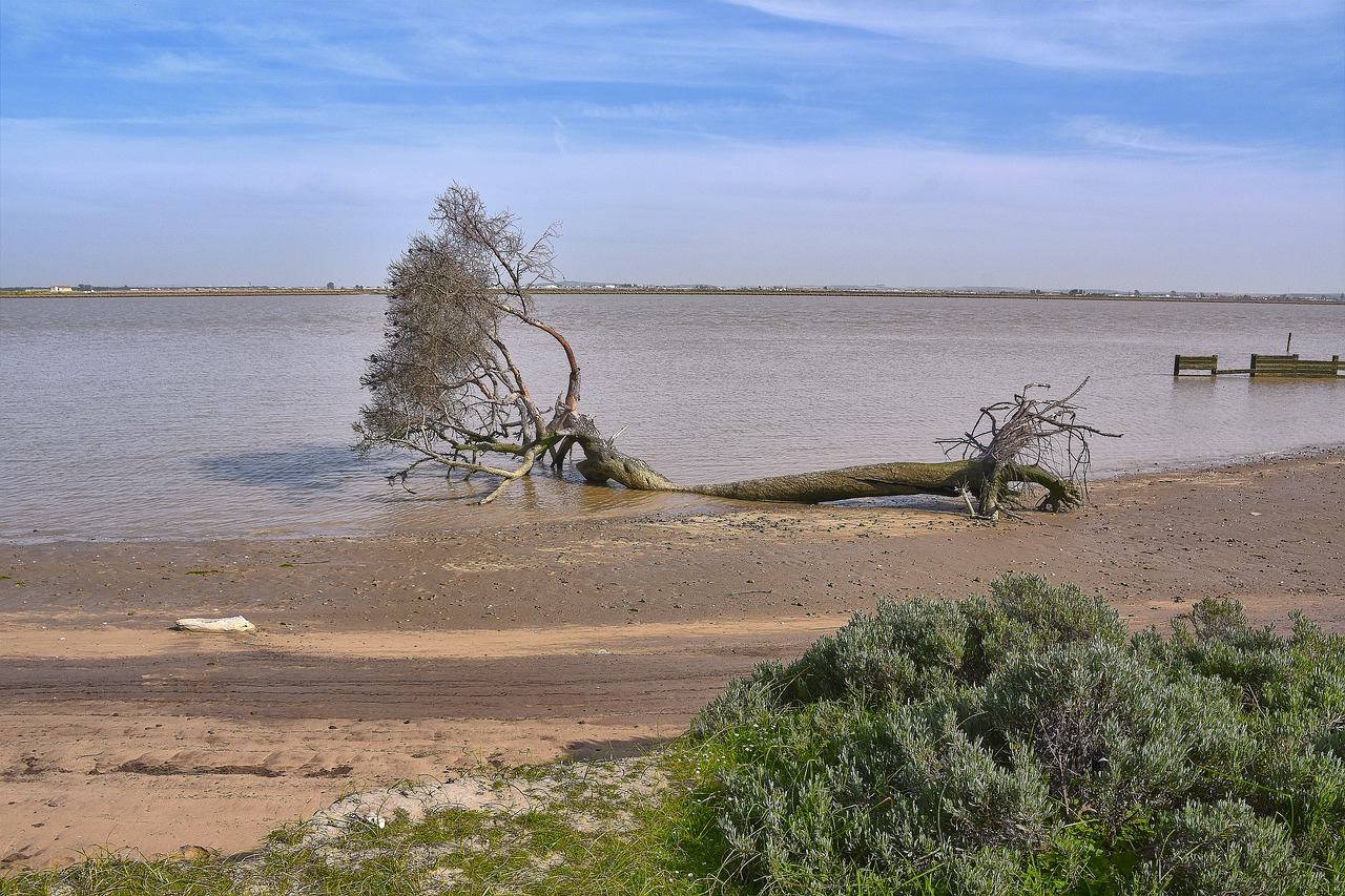 river  fallen tree  landscape free photo