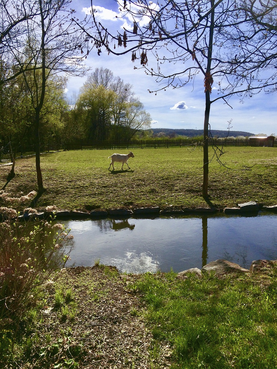 river  nature  goat free photo