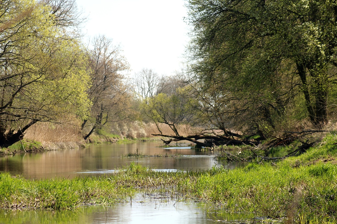 river  water  tree free photo