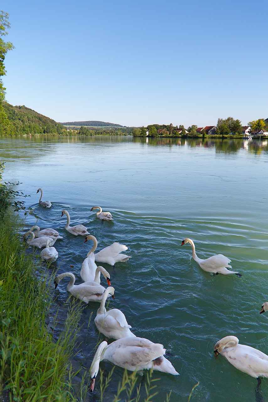 river  bird  rhine free photo