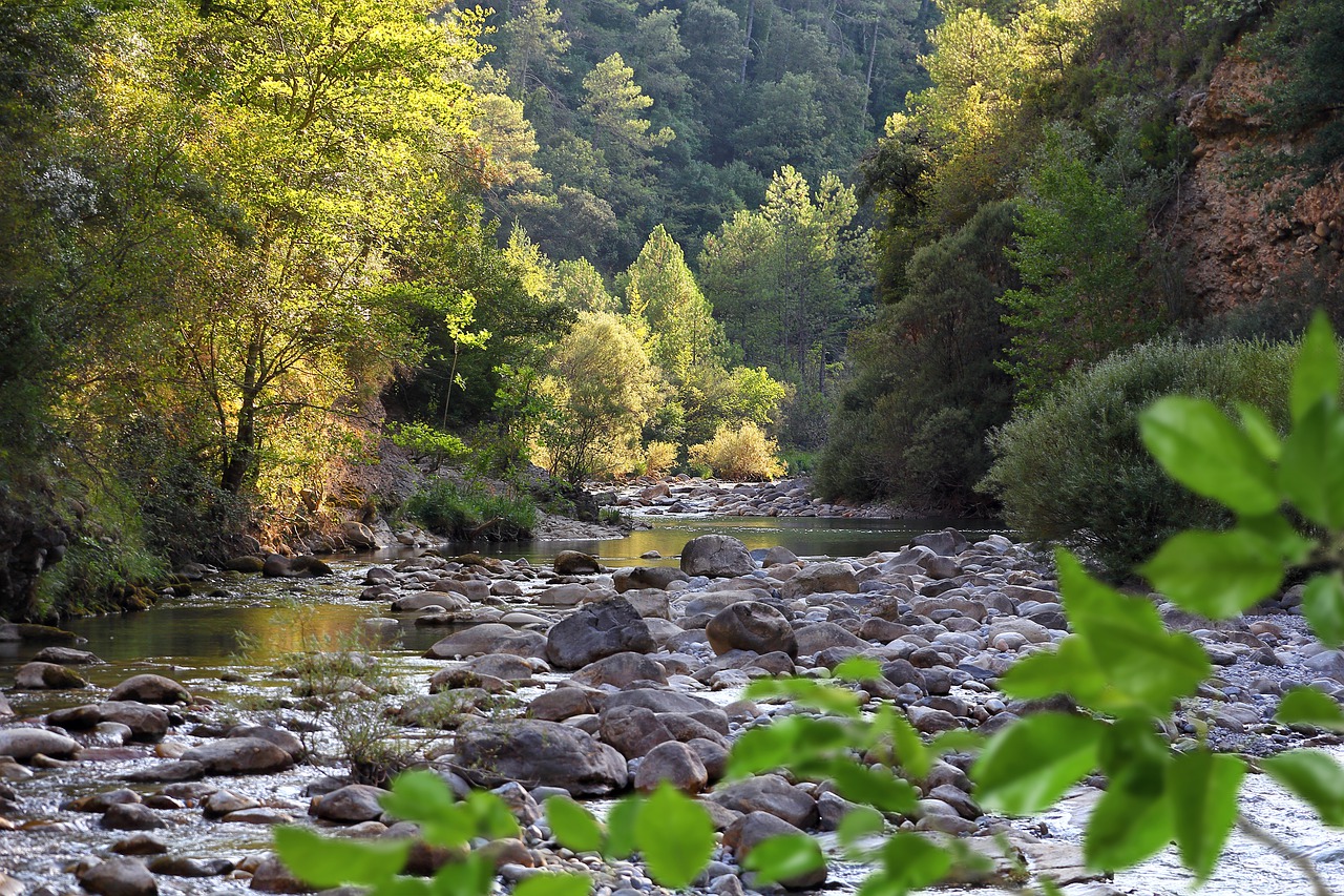 river  backwater  summer free photo