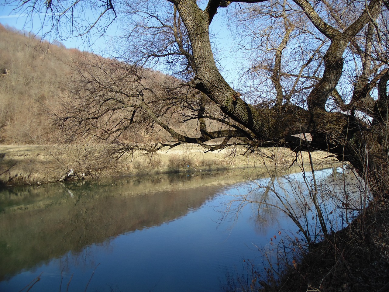 river tree landscape free photo