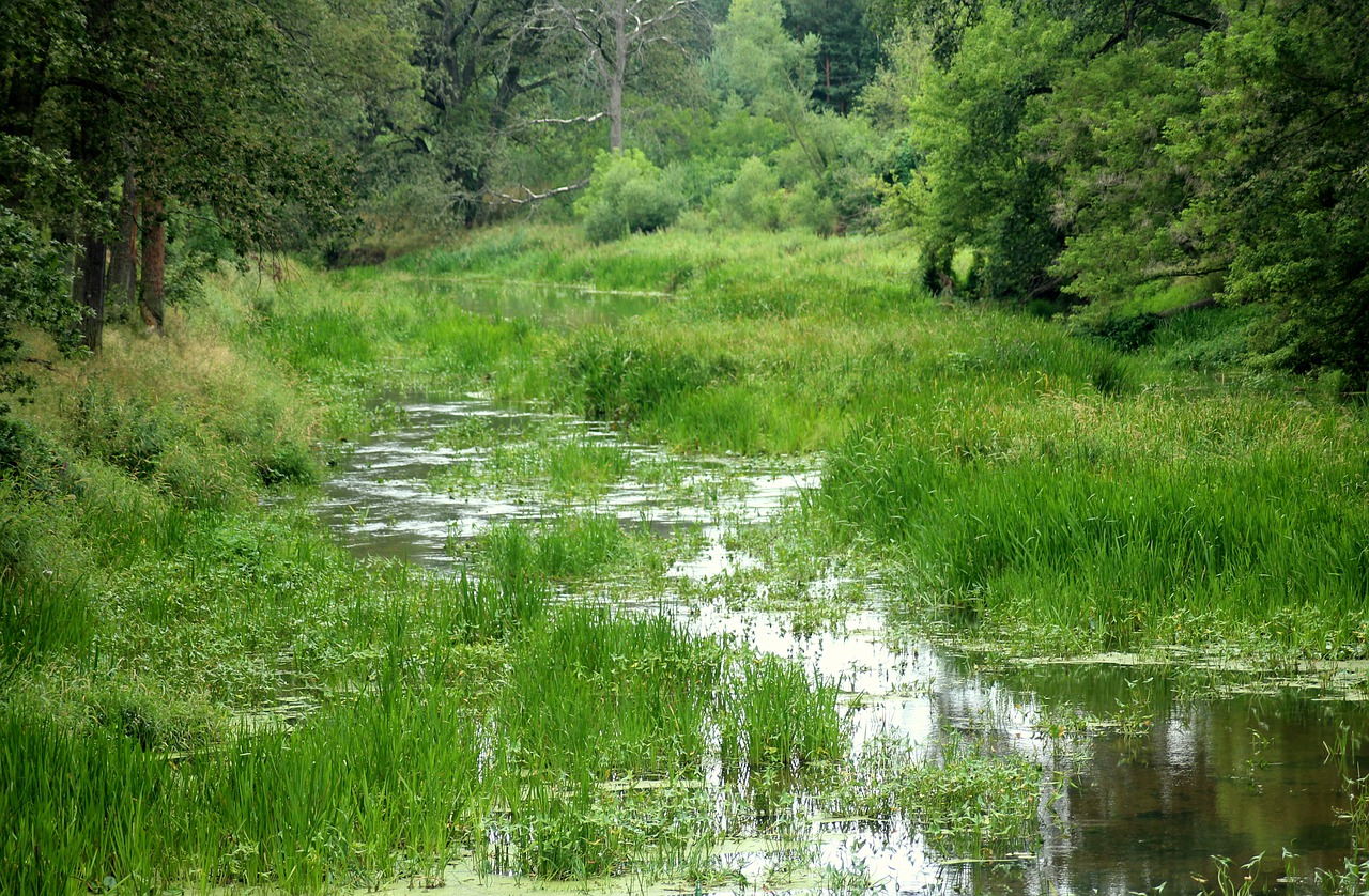 river  lagoon  water free photo