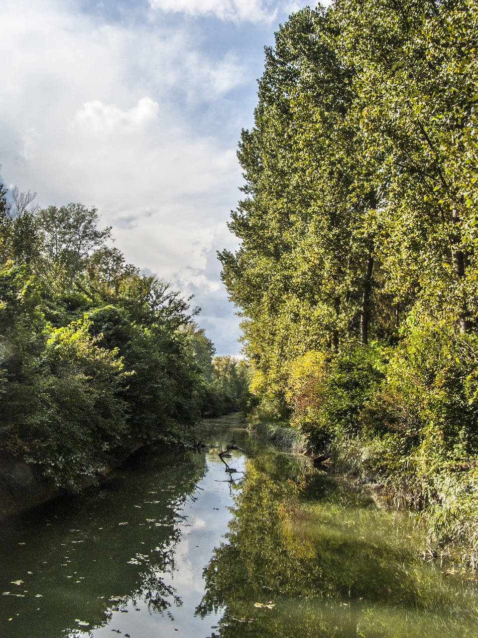 river trees nature free photo