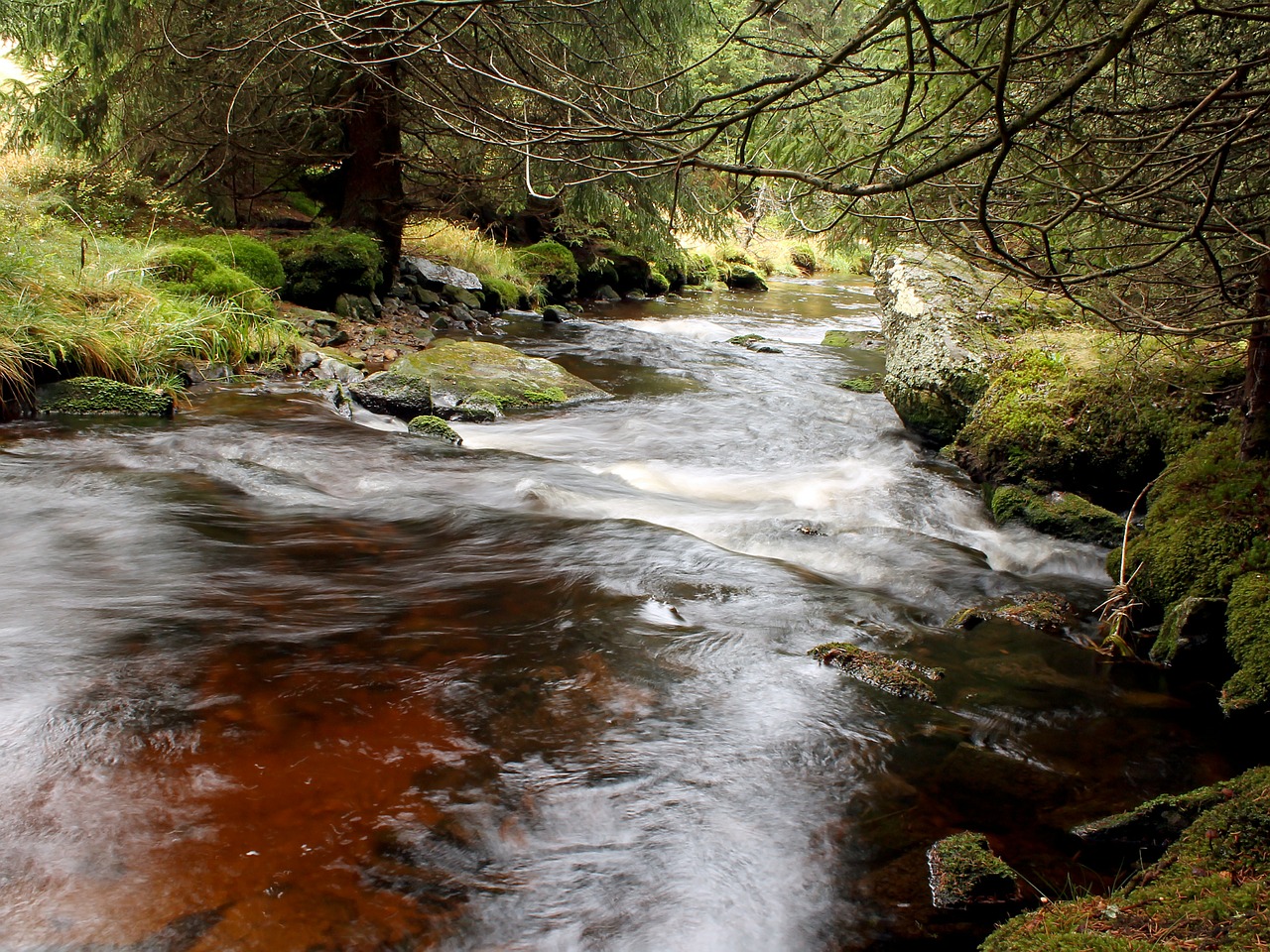 river tree water free photo