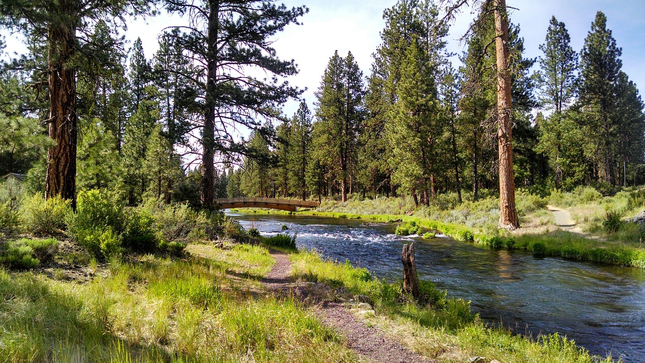 river bridge green free photo