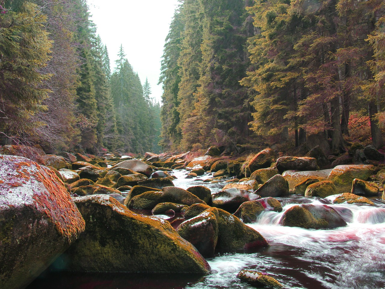 river trees stones free photo