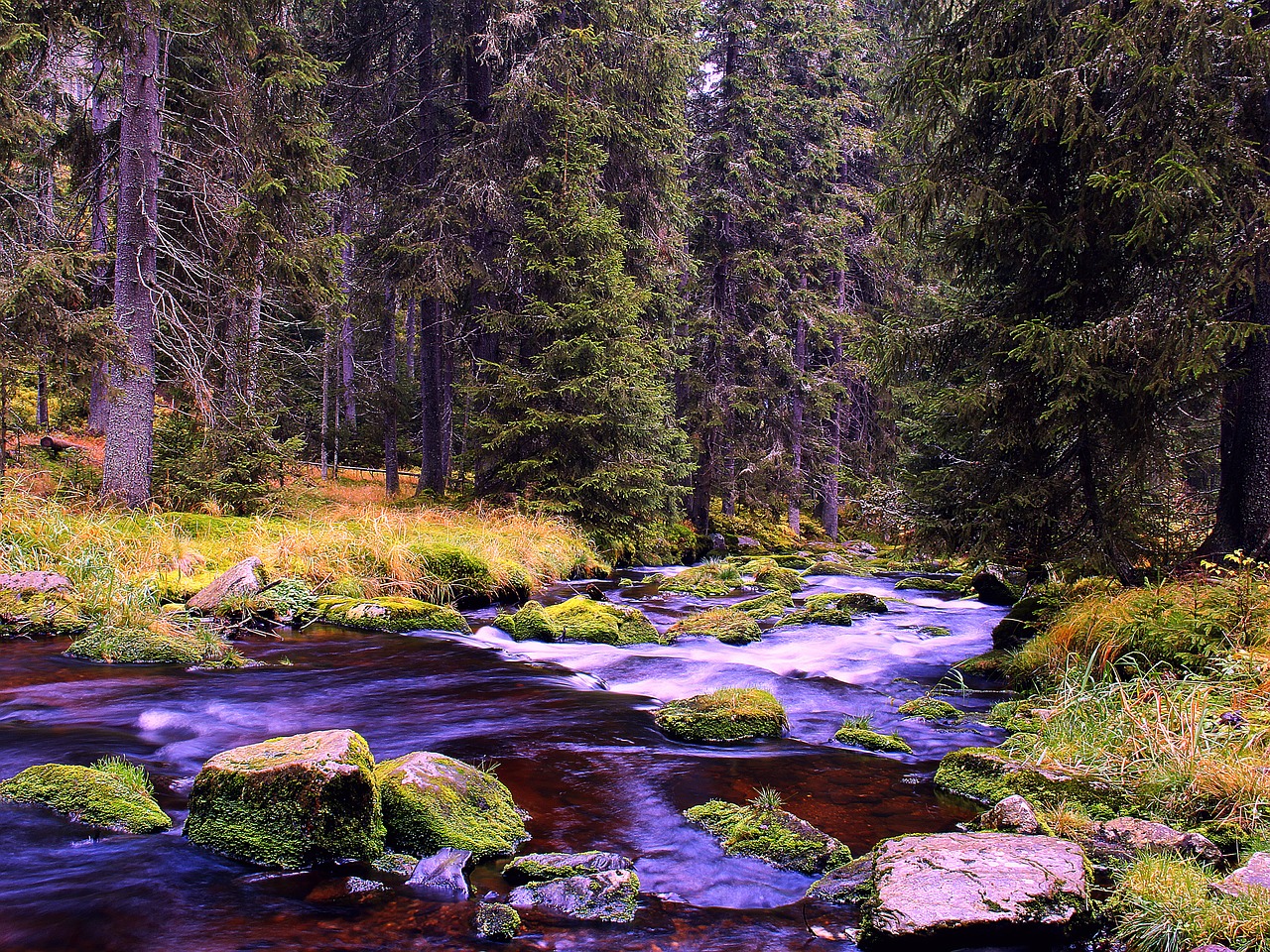 river nature trees free photo