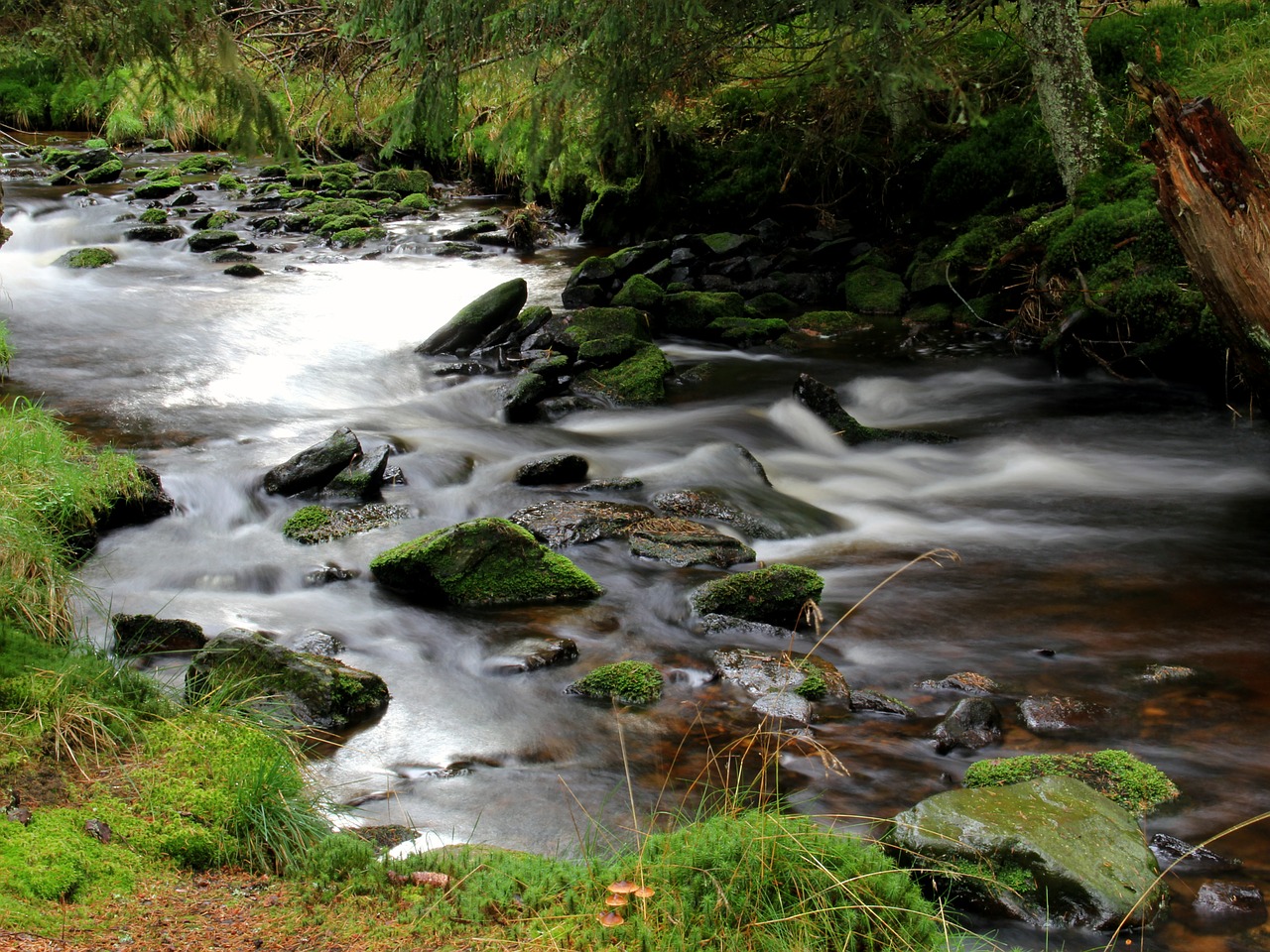 river bank water free photo