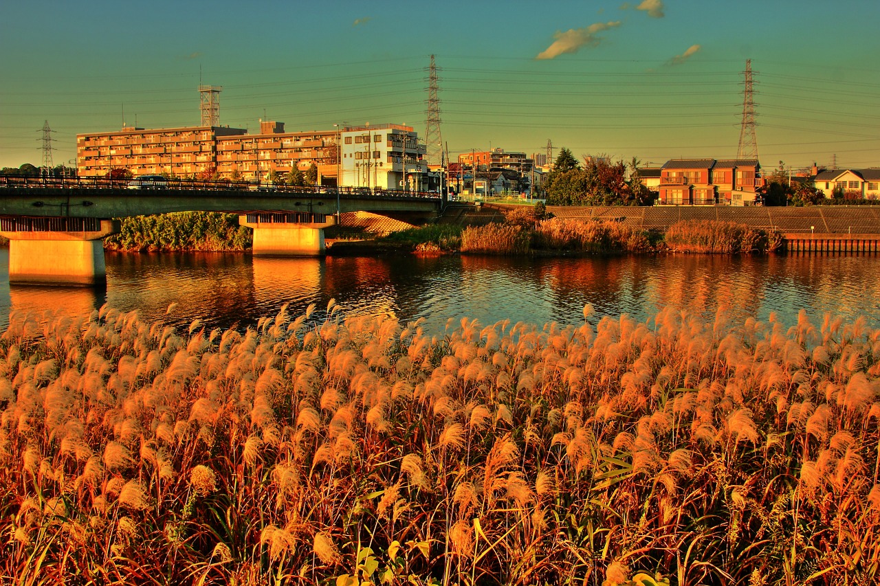 river reed sunset free photo