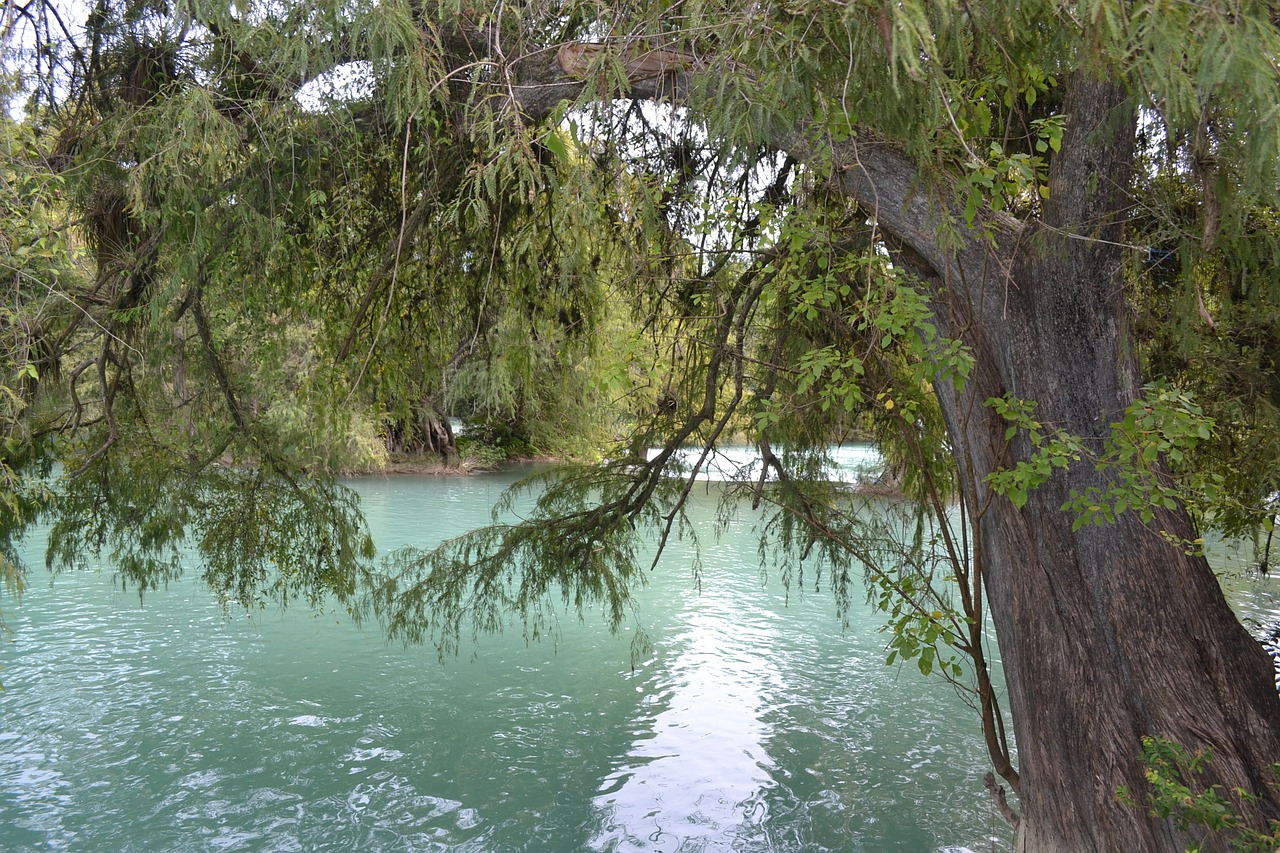 river tree water free photo