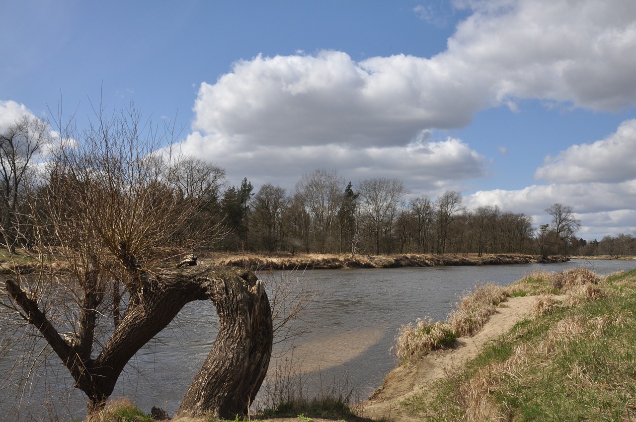 river tree spring free photo