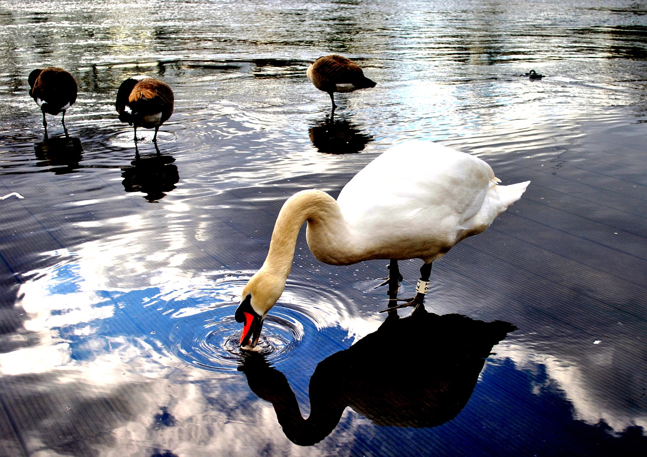 river water swan free photo