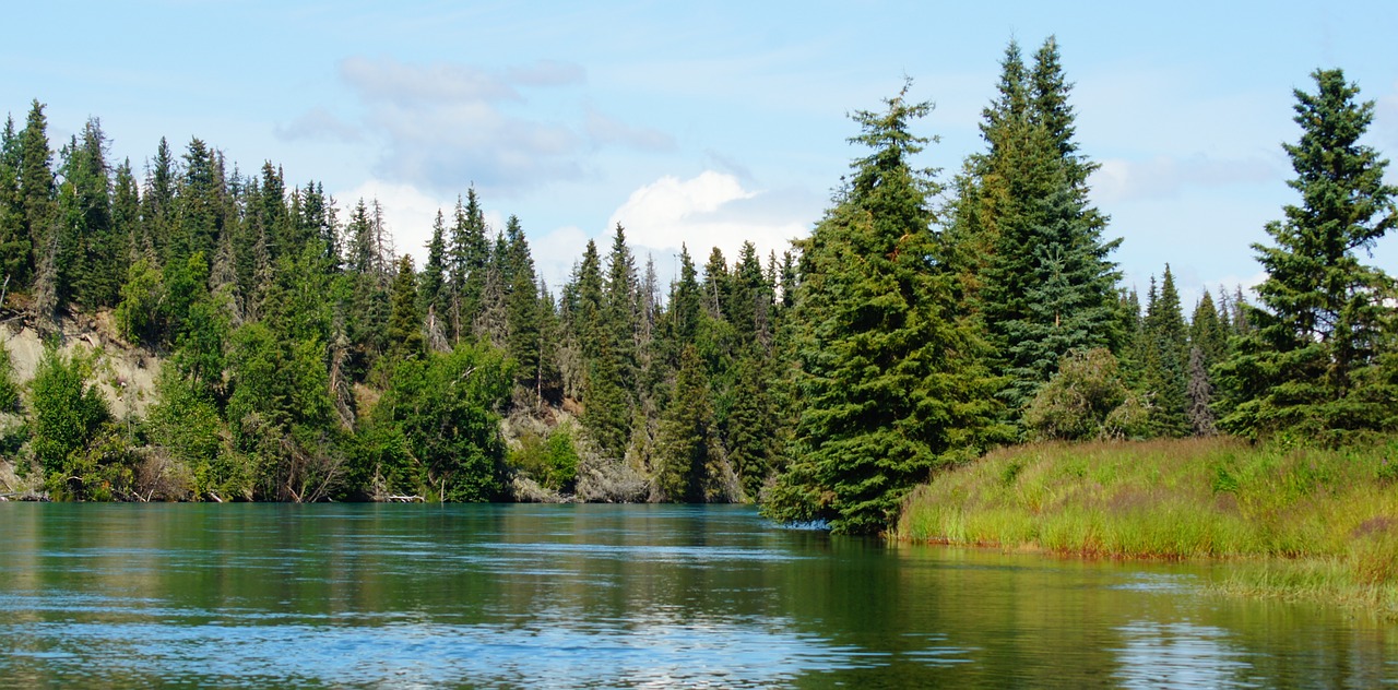 river tree outdoors free photo