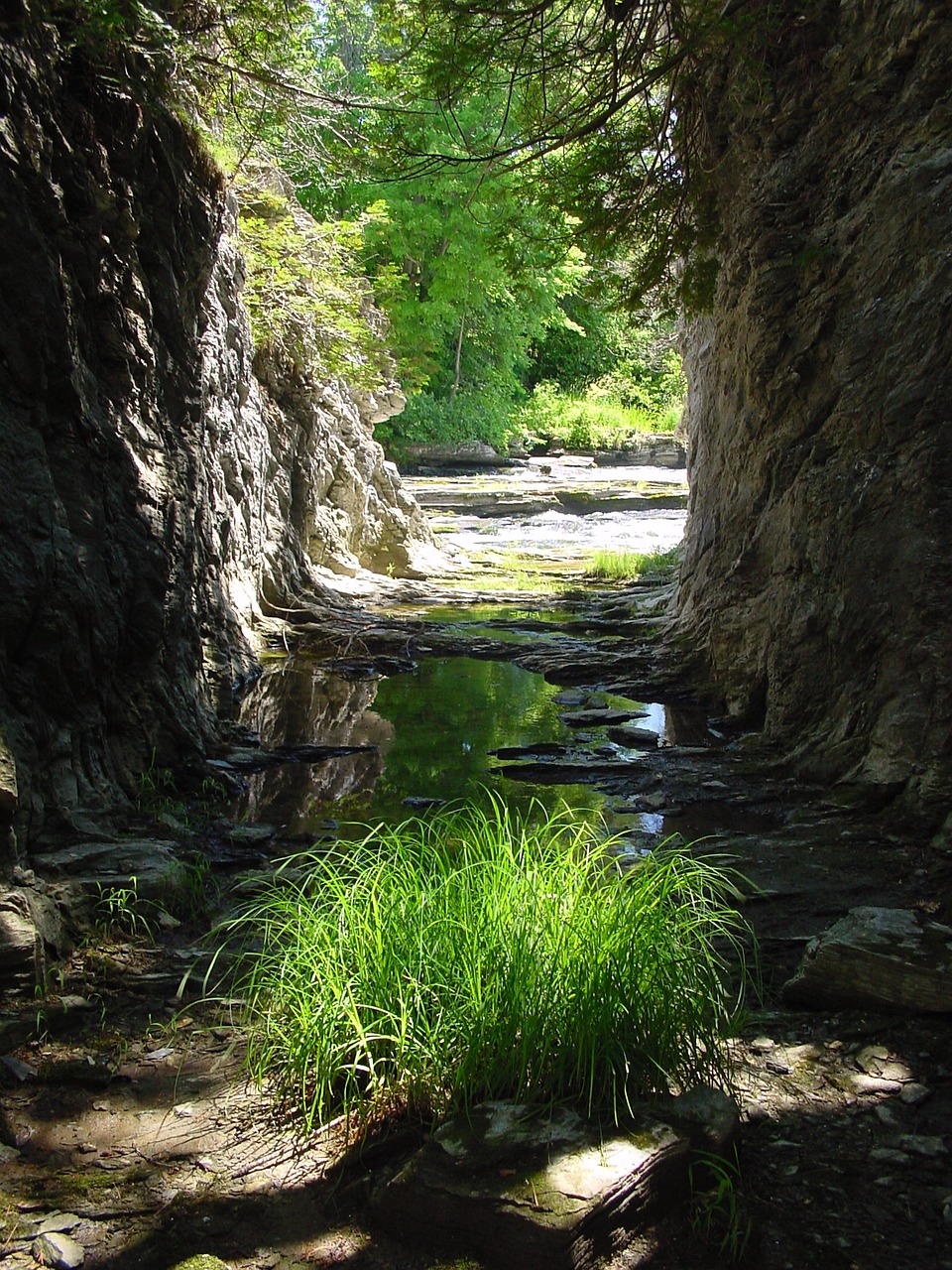 river plant gorge free photo