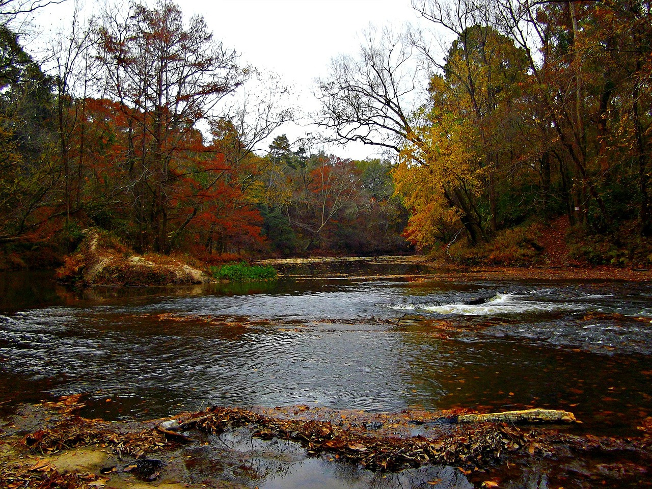 river water trees free photo