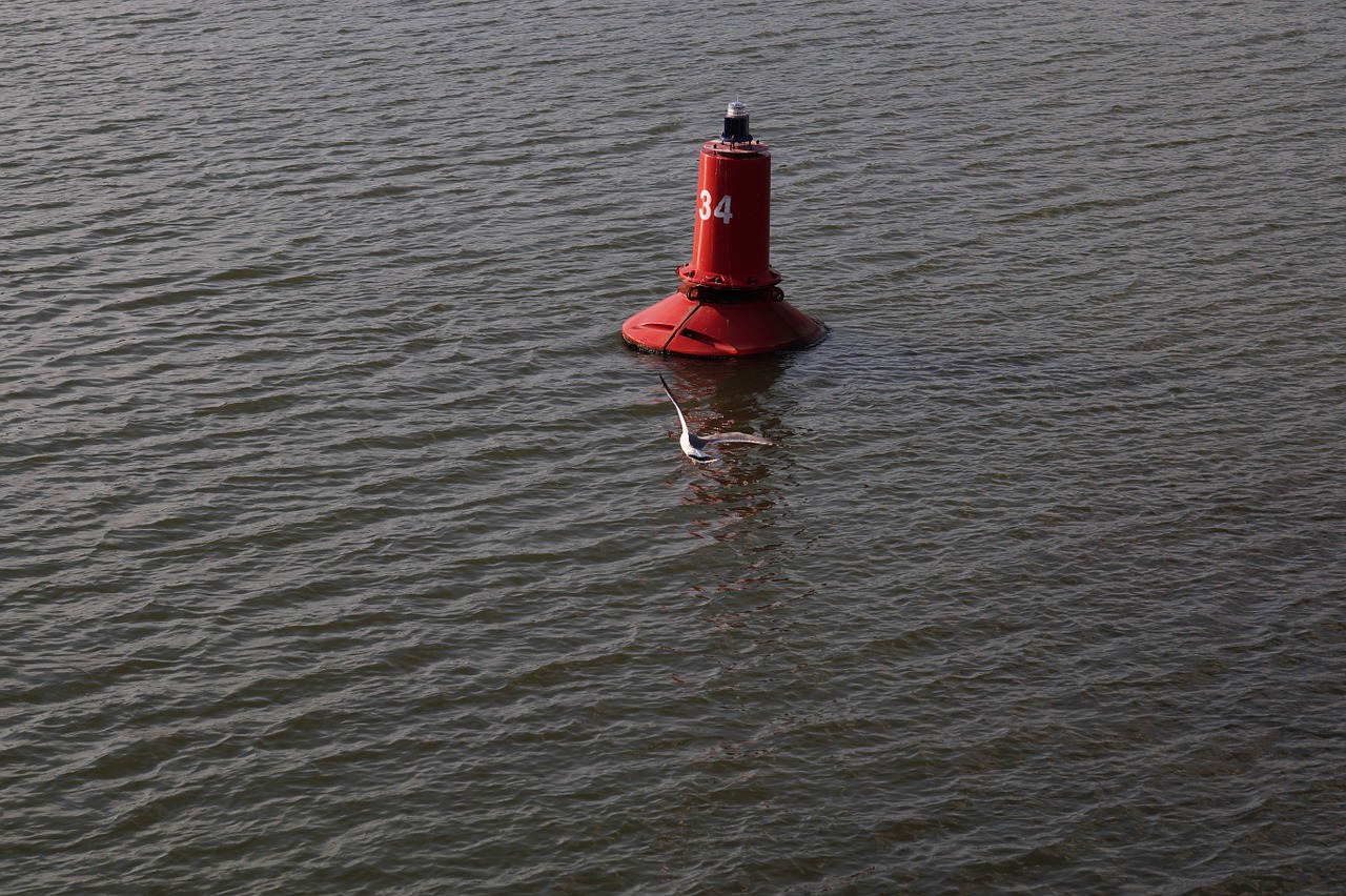 river seagull nature free photo