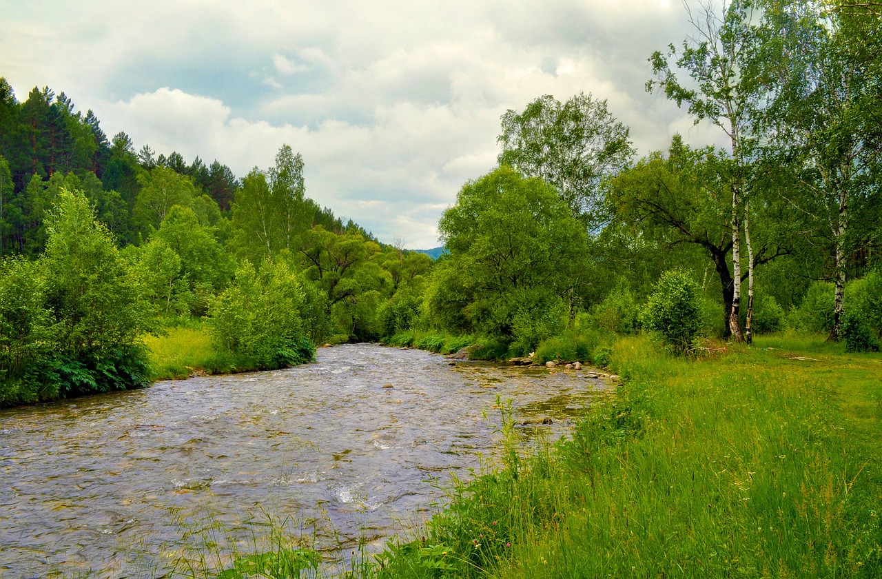 river tree forest free photo