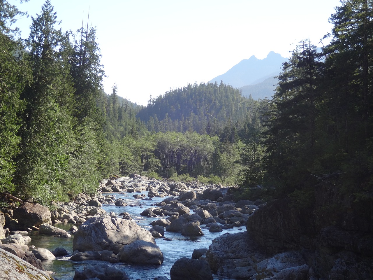 river vancouver island trees free photo