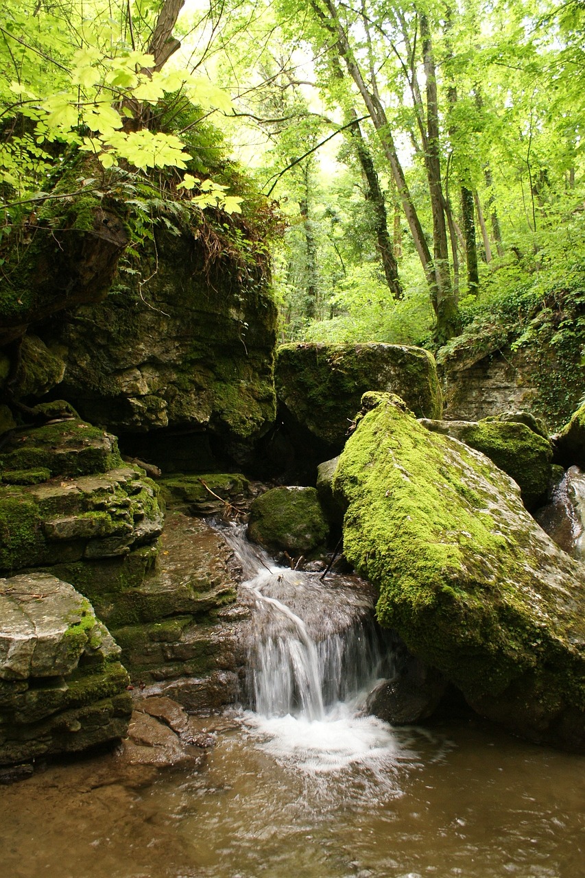 river trees water courses free photo