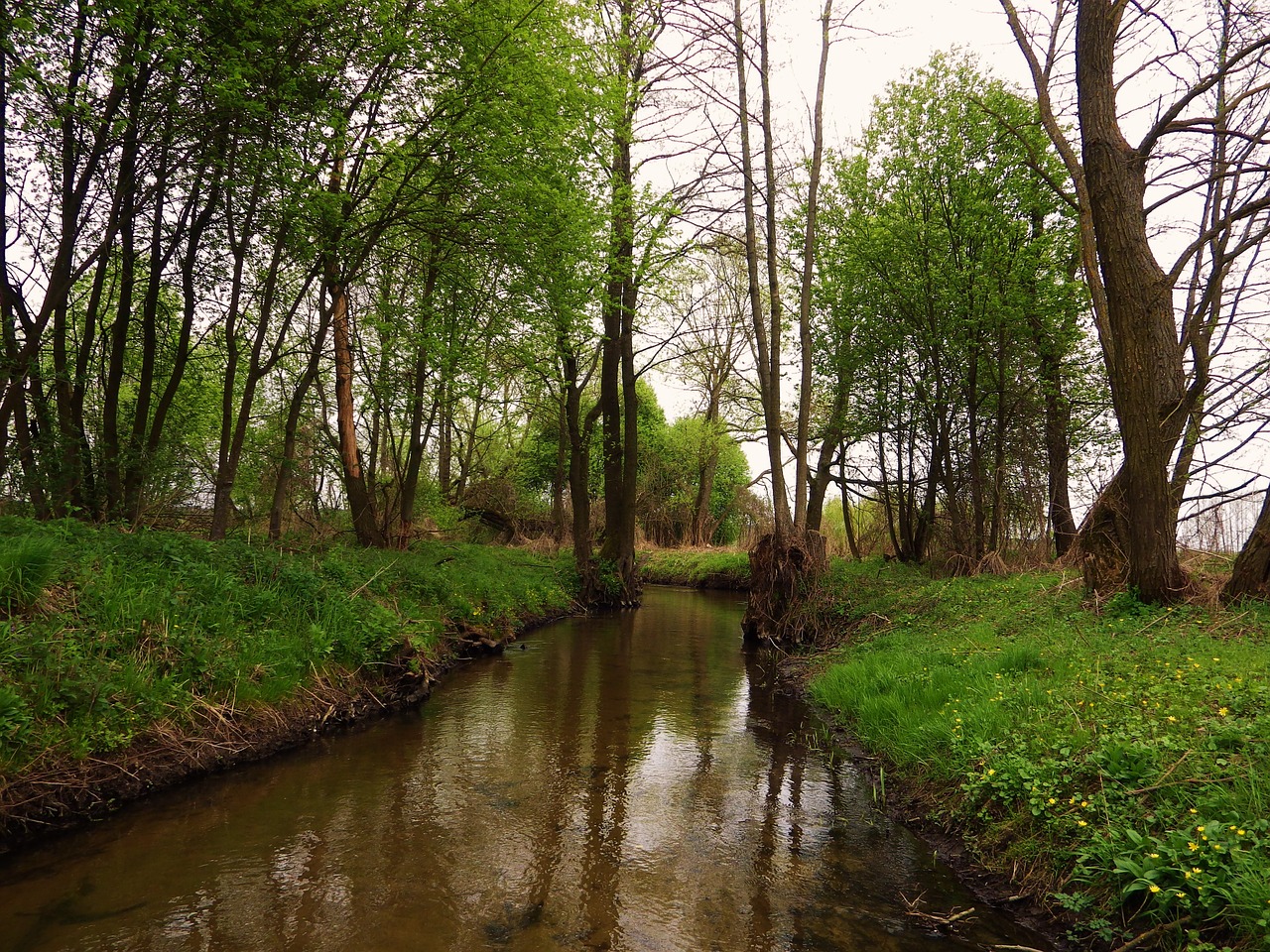 river spring stream free photo