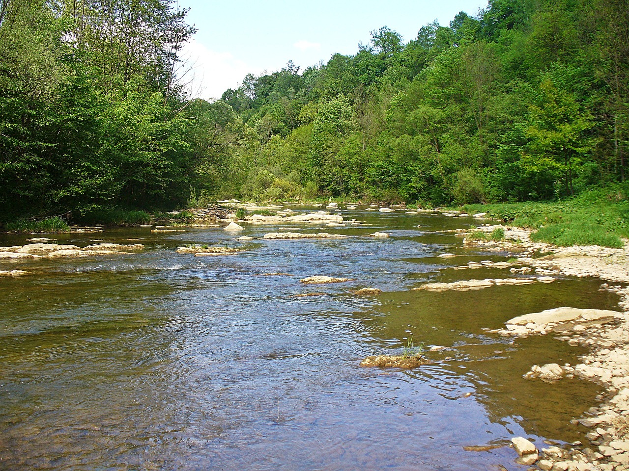 river forest landscape free photo