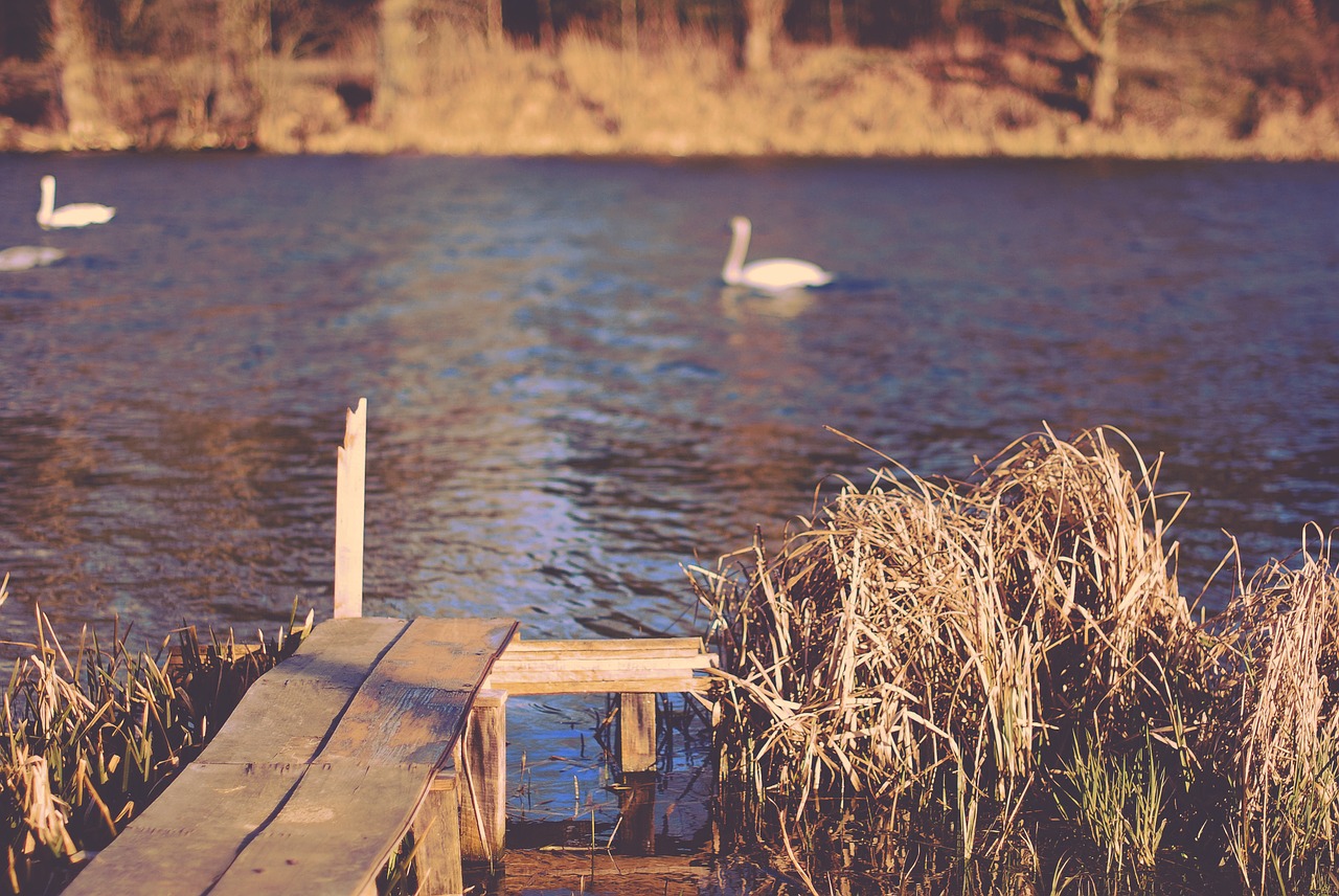 river water swans free photo