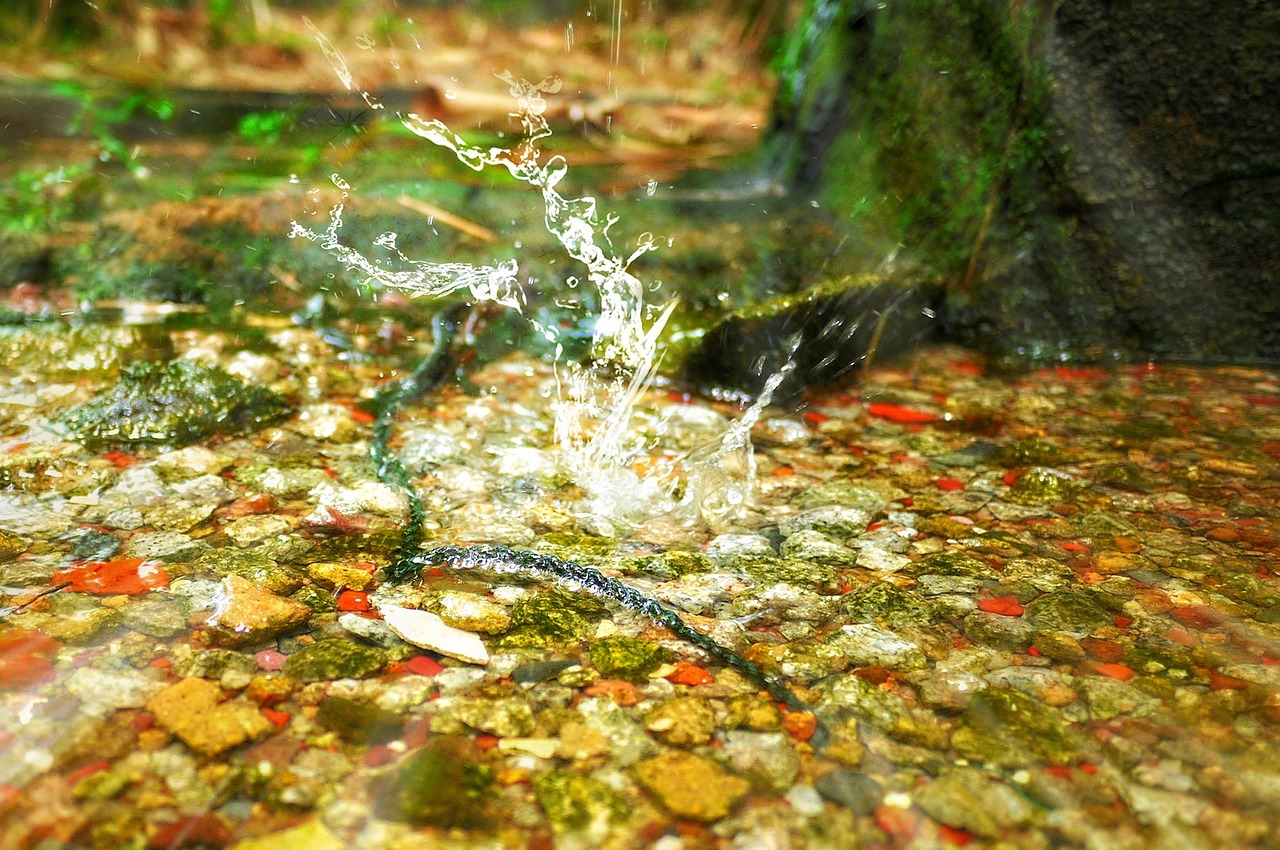 river water rocks free photo