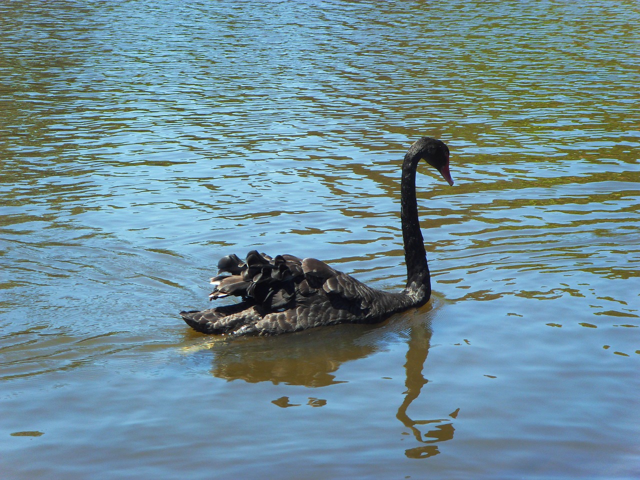 the black swan river kuroshio free photo