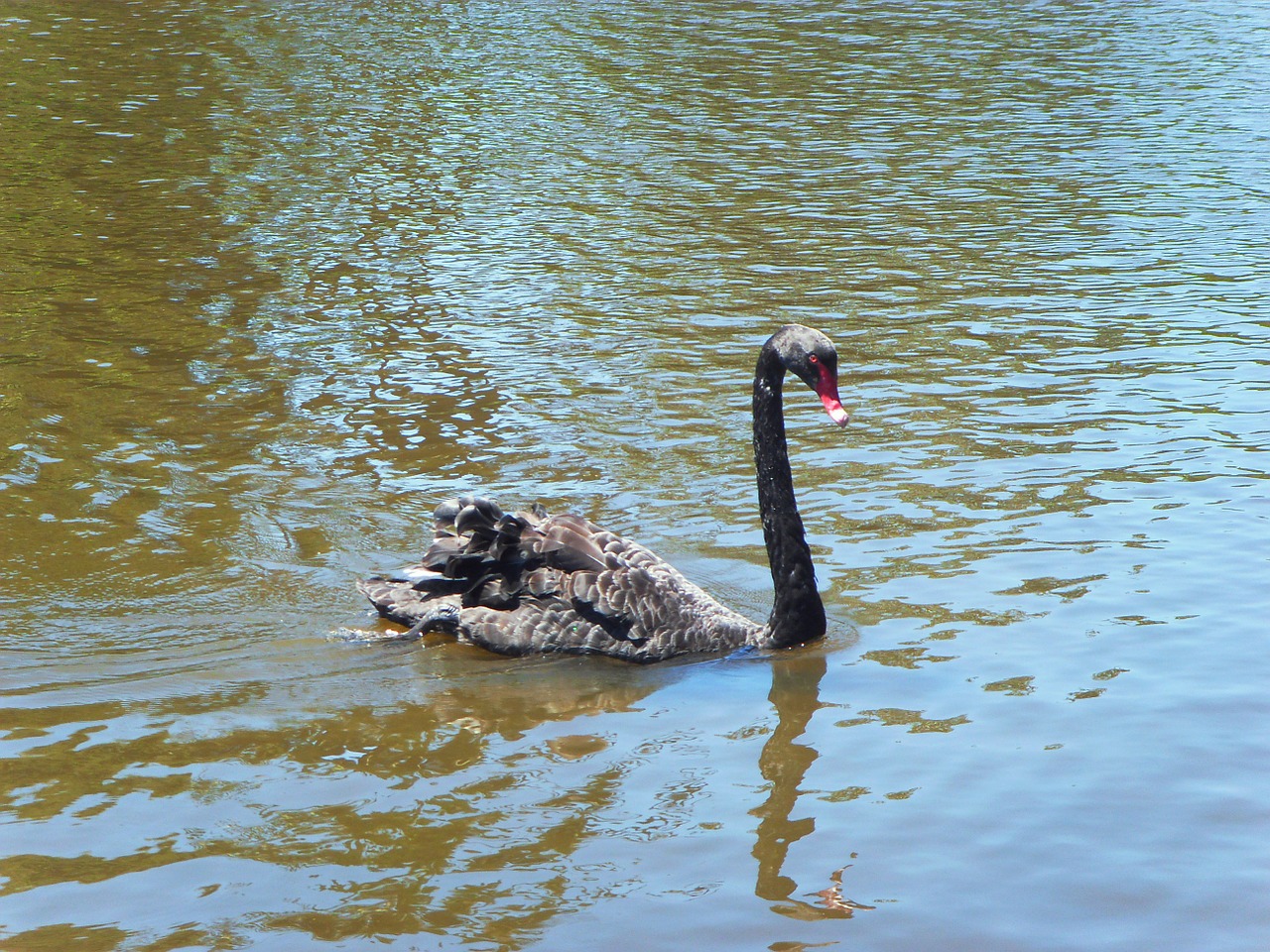 the black swan river kuroshio free photo