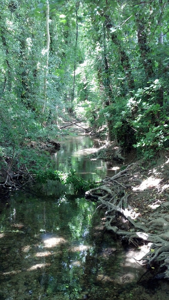 river plants trees free photo