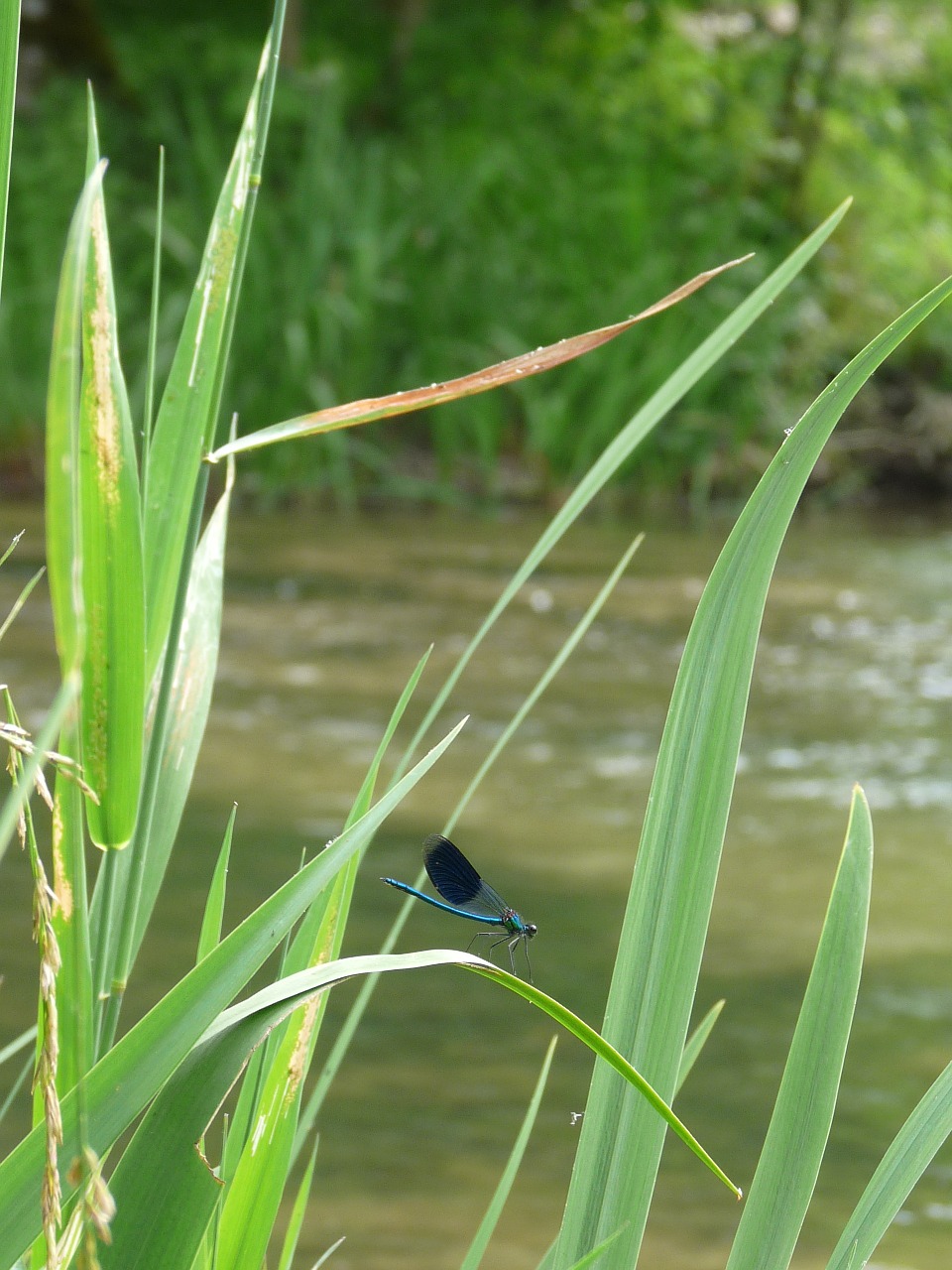 river dragonfly nature free photo