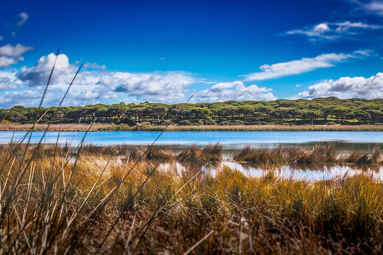 river delta water nature free photo