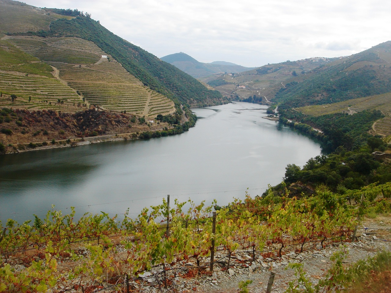 river douro douro vineyards douro landscape free photo