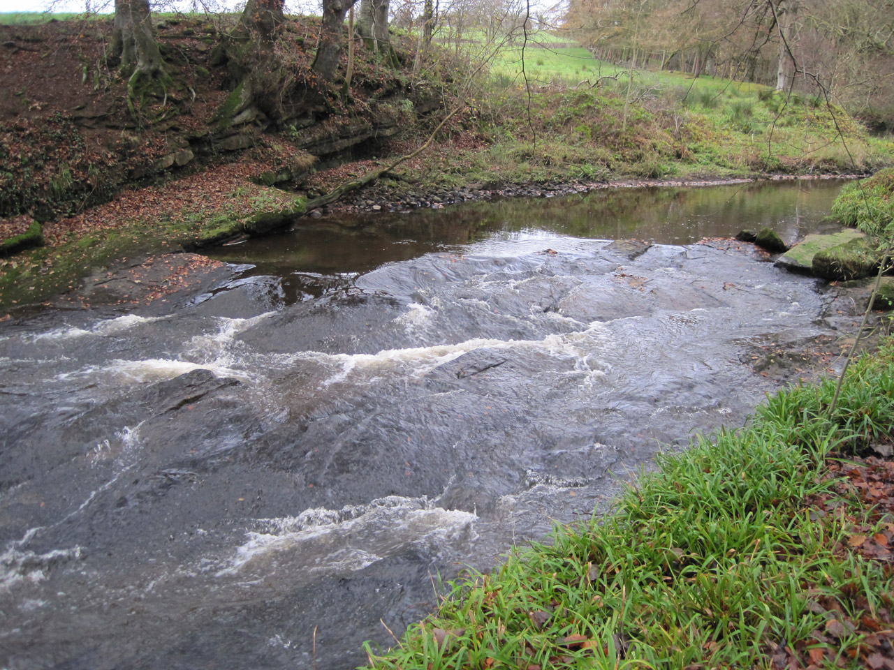 river woods river flowing free photo