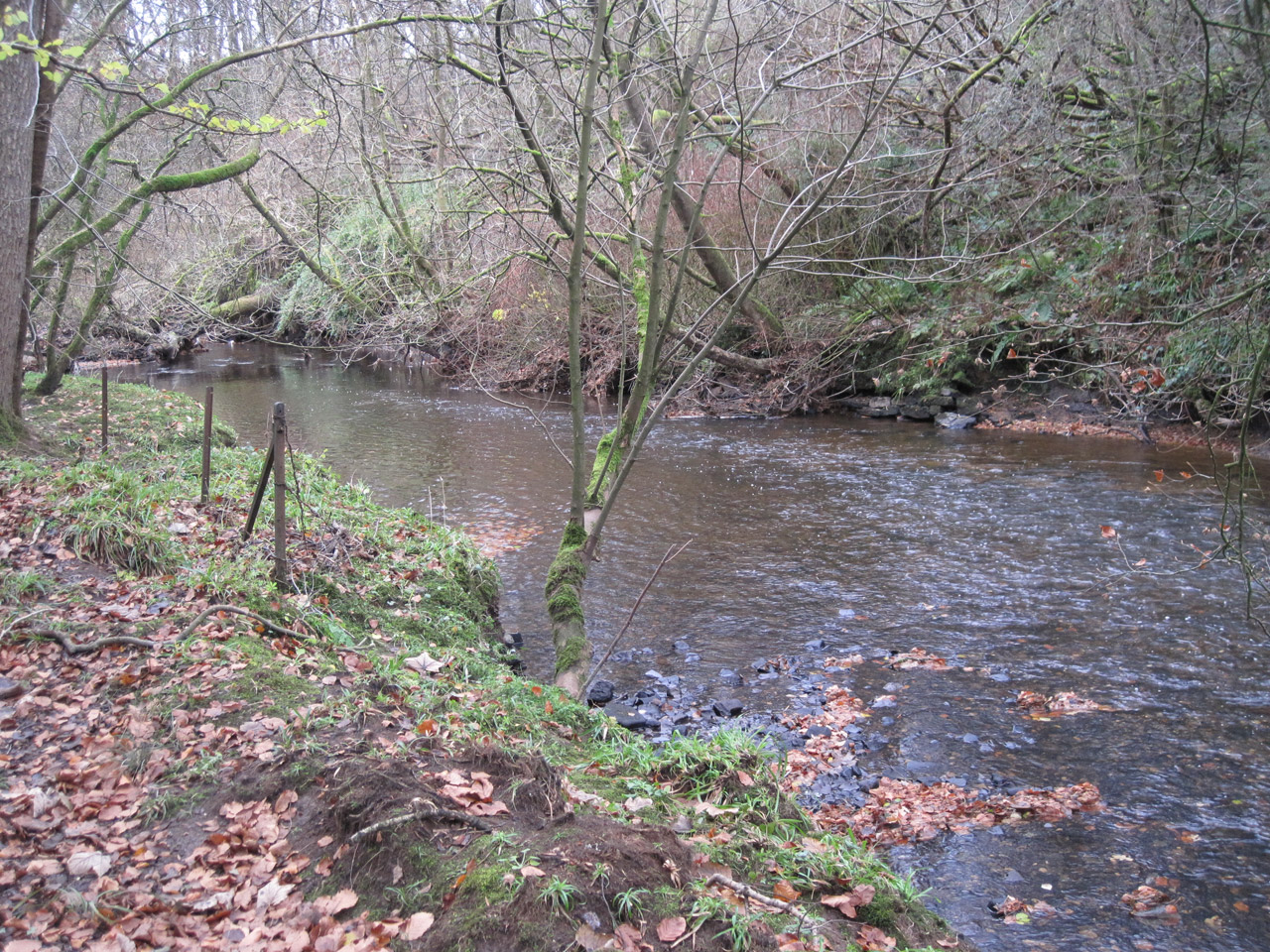 river woods river flowing free photo