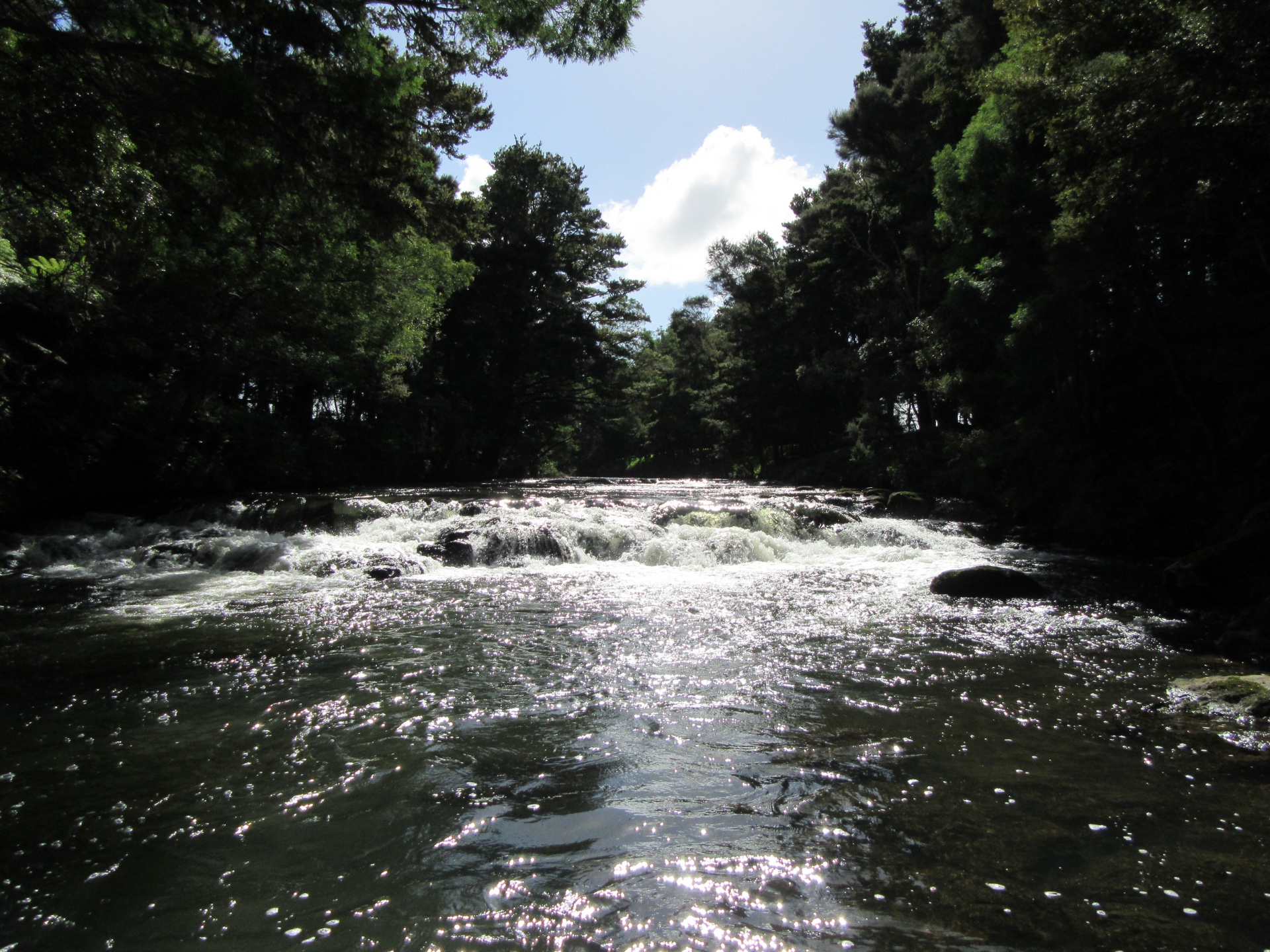 river water forest free photo