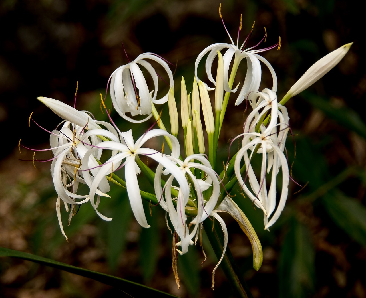 river lily swamp lily crinum pendunculatum free photo