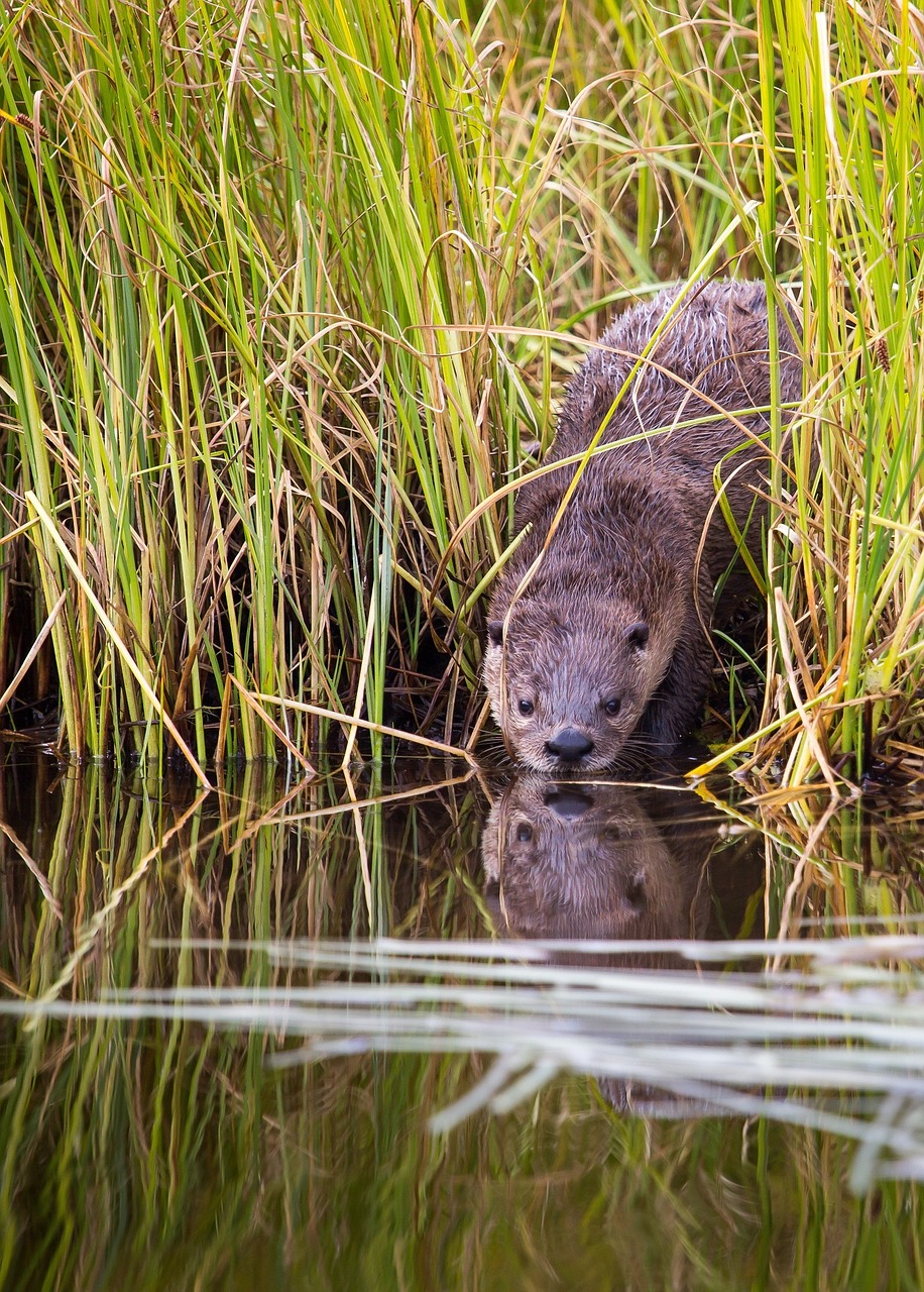 river otter weasel wildlife free photo