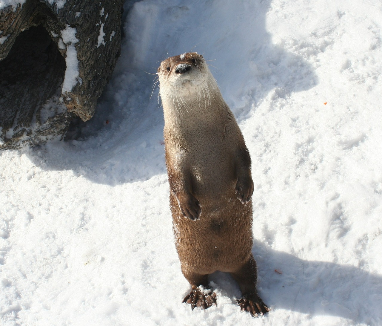 river otter standing snow free photo