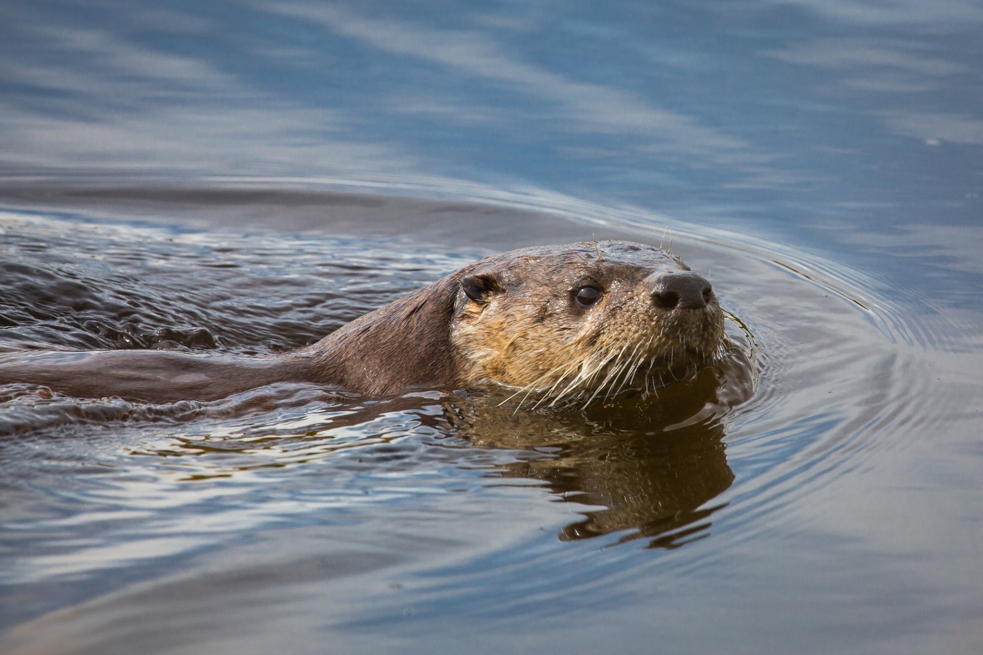 river otter wildlife nature free photo
