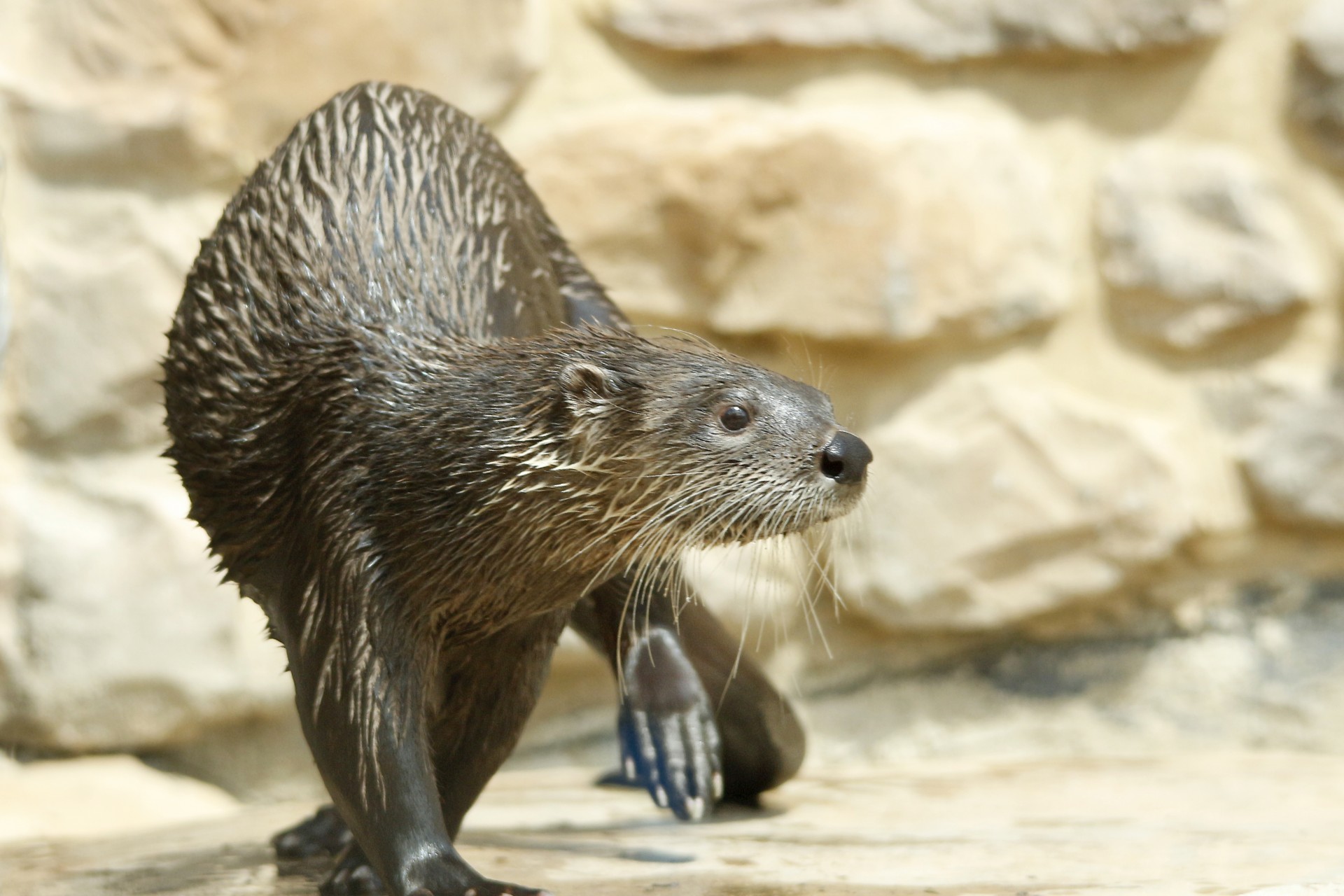 Waterotter