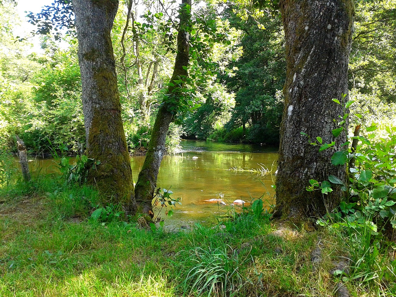 river rönne water sense free photo
