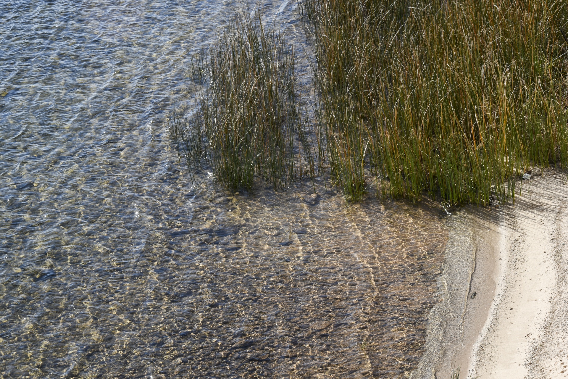 tall grass water free photo